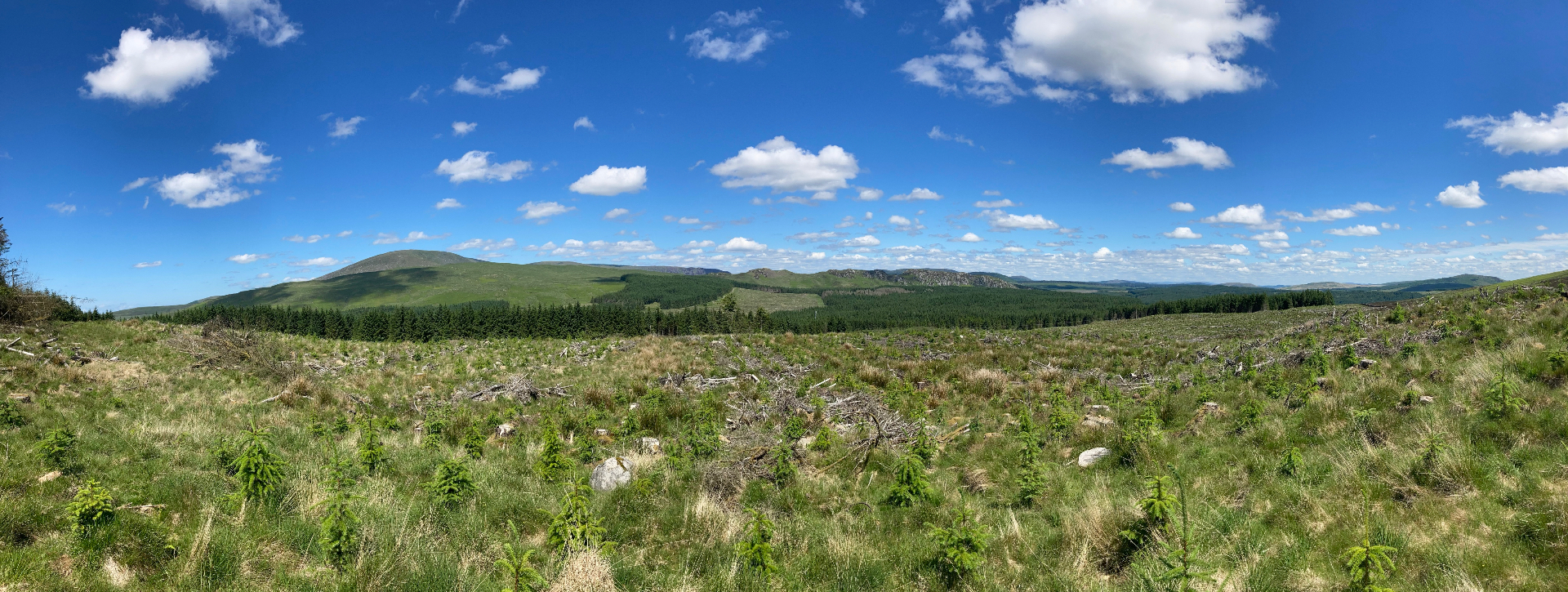 Upland restock site in the Galloway hills